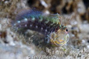Seaweed Blenny, Blue Heron Bridge
— Subal underwater hou... by Terry Steeley 